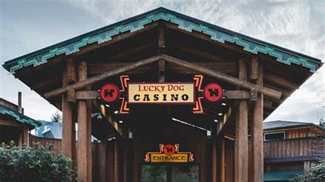 the lucky dog casino|Iba pa.